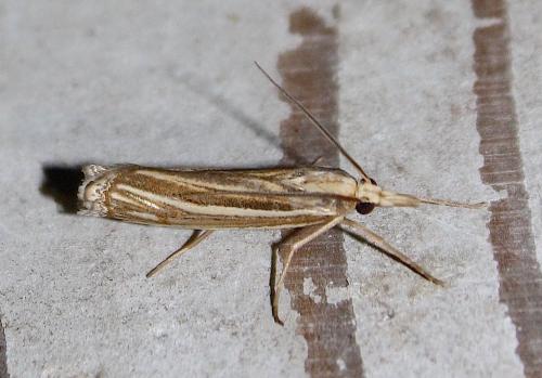 Réf. 211 717 : Ancylolomia tentaculella